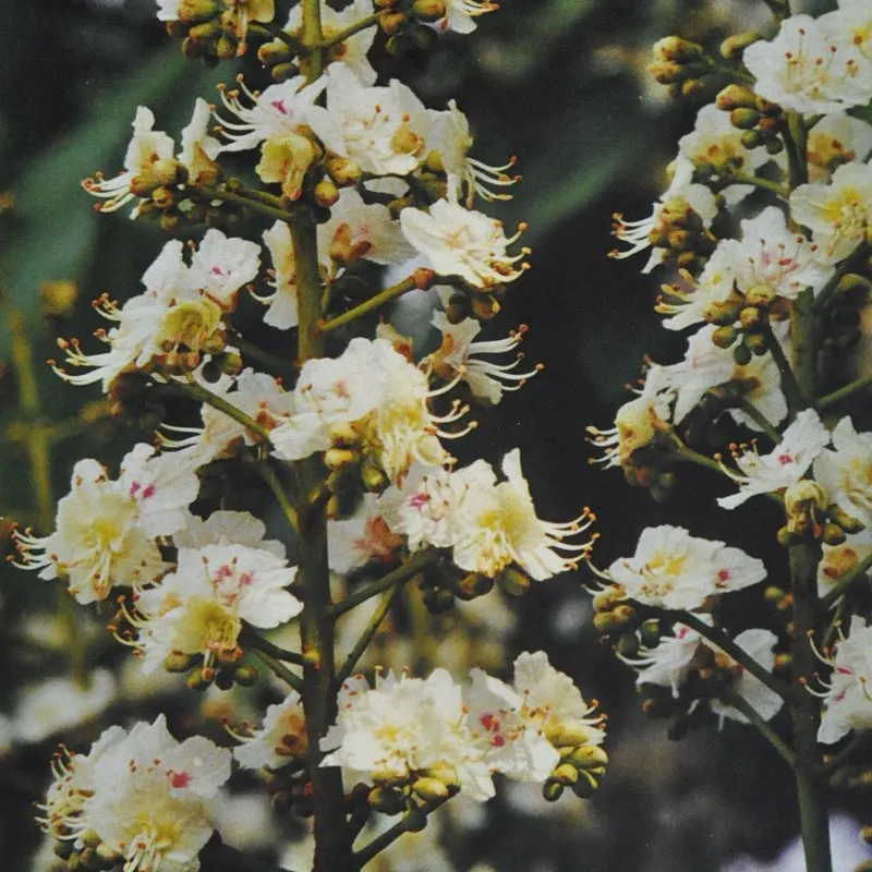 White Chestnut Bach Flower Remedy 10ml